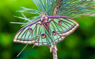 La Mariposa Isabelina o Graellsia isabelae, el tesoro natural de Peguerinos